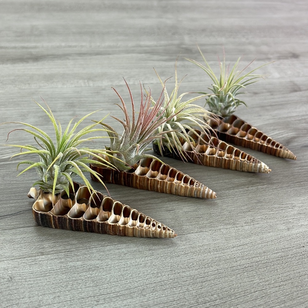 🔆AIR PLANT BUDDY🔆 WITH REAL SEA SHELL HAND MADE AND UNIQUE - Picture 11 of 13